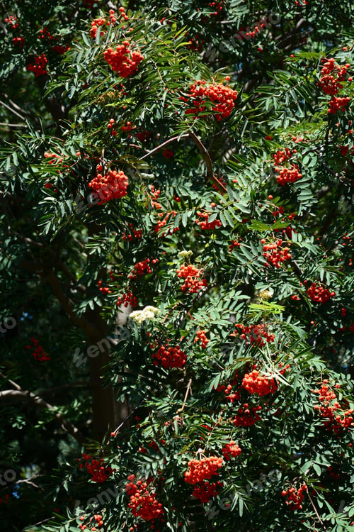 Preview: Rowan Berry (Sorbus Aucuparia)