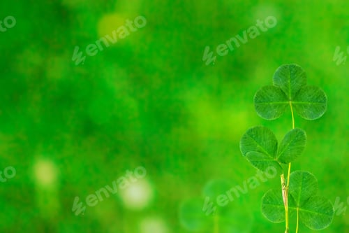 Preview: Green Clover Leaves On A Background Summer Landscape. St.Patrick 'S Day.