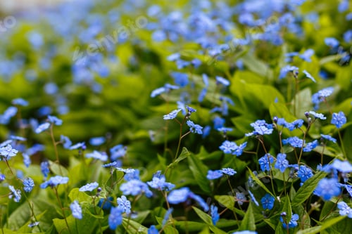 Preview: Navelwort Or Omphalodes Linifolia Blue Flowers In Spring Garden. Opmhalodes Vesna Moench Variety