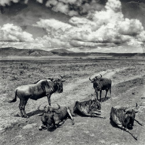 Preview: Vintage Style Black And White Image Of Wildebeests In The Ngorongoro Crater, Tanzania