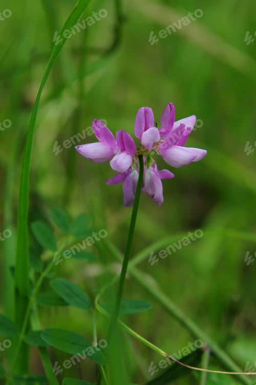 Preview: Crown Vetch (Coronilla Varia) In Bloom
