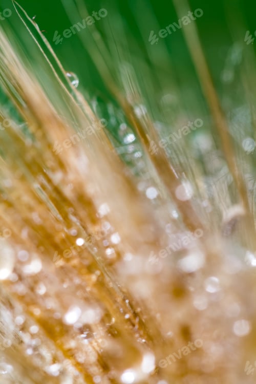 Preview: Dandelion Seeds With Water Drops On Colorful Background