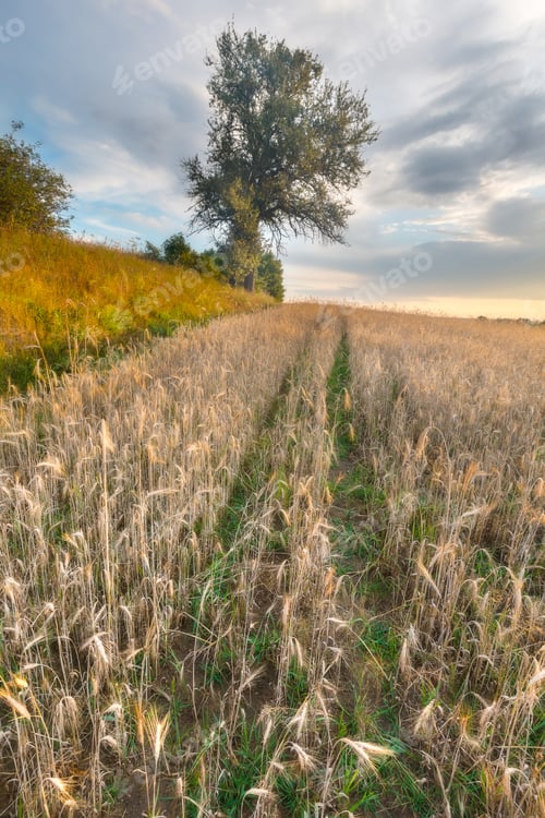 Preview: Landscape Of Grain Field At Sunset
