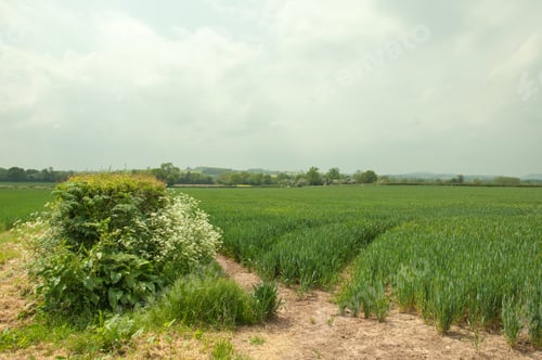 Preview: Springtime Crops Growing In The British Countryside.