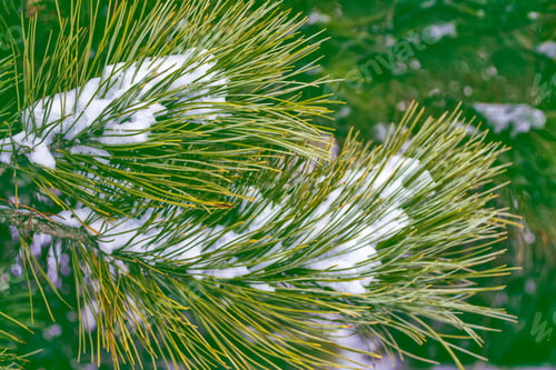Preview: Frozen Winter Forest With Snow Covered Trees.