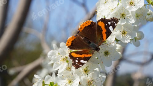 Preview: Spring Photo Of Beautiful Butterfly With Stunning Colors Sitting On An Almond Tree In Blossom