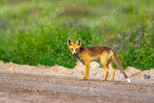 Preview: Cute Red Fox. Nature Habitat Background.