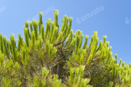 Preview: Aleppo Pine