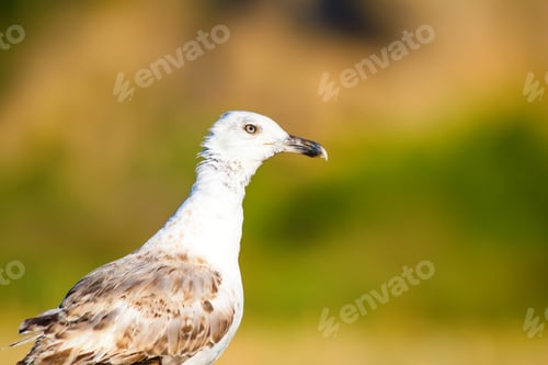 Preview: Cute Bird Seagull. Blue, Yellow, Green Nature Background. Yellow Legged Gull / Larus Michahellis