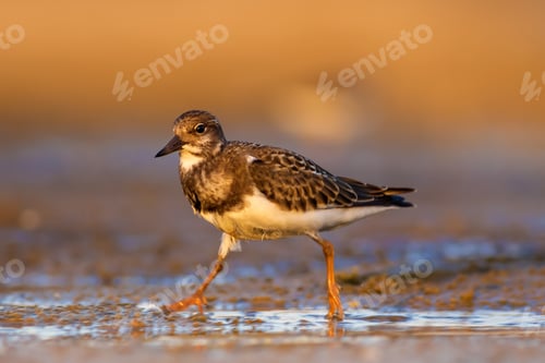 Preview: Water Bird. Blue Yellow Nature Background. Bird: Ruddy Turnstone.