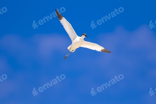 Preview: Flying Bird. Blue Sky Background. Pied Avocet / Recurvirostra Avosetta
