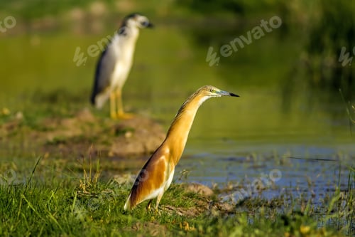 Preview: Squacco Heron And Black Crowned Night Heron. Green Nature Background.