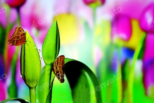 Preview: Tulip Bud