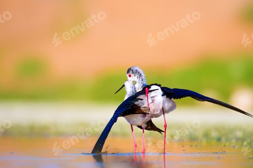 Preview: Cute Long Legged Birds. Bird Mating. Colorful Nature Background.