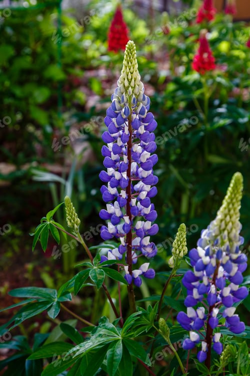 Preview: Lupinus Albus. Beautiful Purple And Blue Wild Flowers Of Lupinus