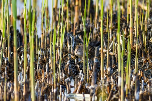 Preview: Burned Reeds And Bird. Natural Background.