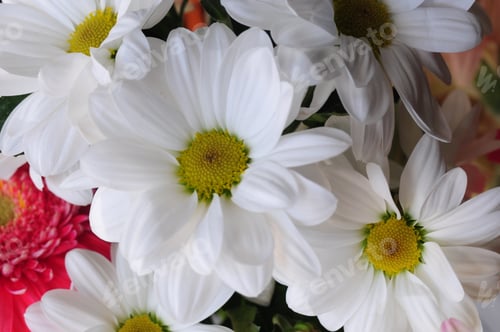 Preview: Pyrethrum Parthenium