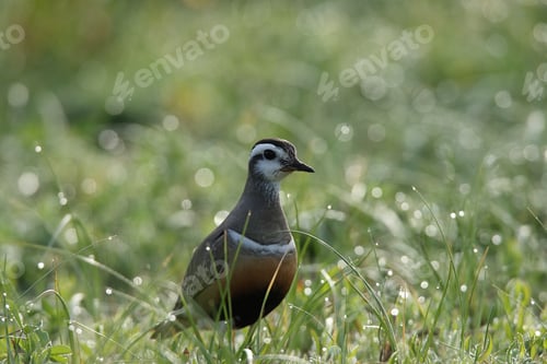 Preview: Eurasian Dotterel (Charadrius Morinellus) Helgoland, Germany