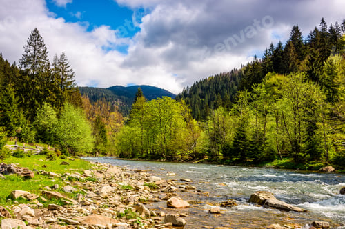 Preview: River Flows Among Of A Green Forest At The Foot Of The Mountain. Picturesque Nature Of Rural Area
