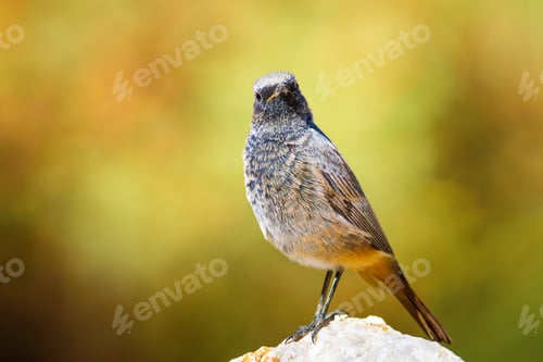 Preview: Cute Bird. Bird On Stone. Nature Blure Background Black Redstart / Phoenicurus Ochruros