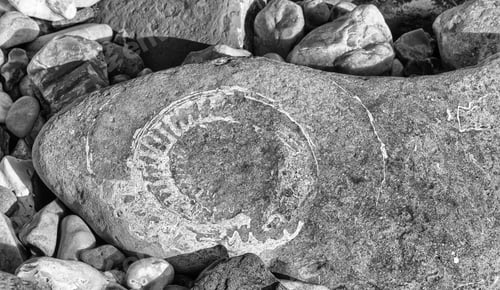 Preview: A Large Ammonite Fossil In A Beach Boulder At Lyme Regis On Dorset'S Jurassic Coast. A High