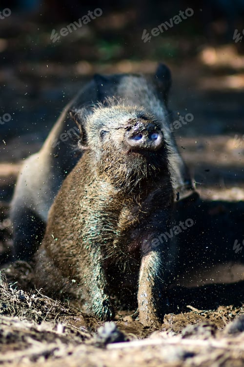 Preview: Wild Boar. Forest Background.