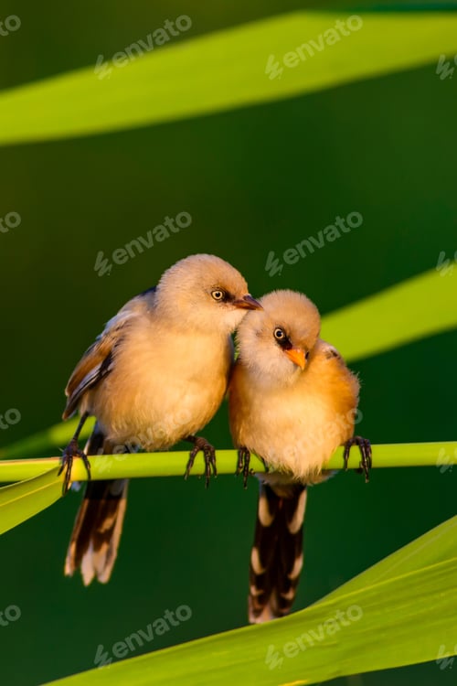 Preview: Cute Birds. Natural Background..
