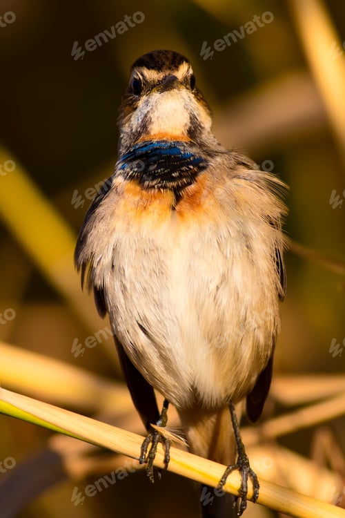 Preview: Cute Bird. Colorful Natural Background. Bird: Common Bird Bluethroat. Luscinia Svecica.