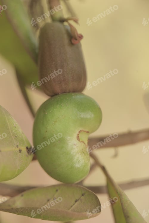 Preview: Nature Detail - Vertical Macro Photography Of A Single Cashew Nut In Green Shell, With A Green