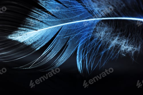 Preview: Hen Feather With Black Background