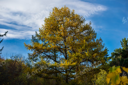 Preview: Amazing Autumn Scene, Armenia