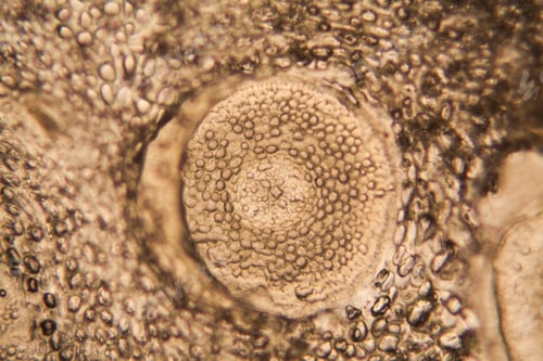 Preview: Onion Root Cells At The Microscope