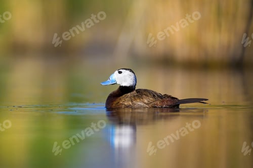 Preview: Cute Duck. Colorful Nature Background. Bird: White Headed Duck. Oxyura Leucocephala.