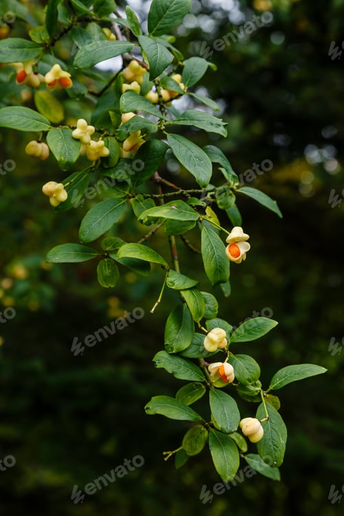 Preview: Euonymus Europaeus Albus (Spindle) - Fruits On A Branch