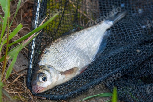 Preview: Close Up View Of Just Taken From The Water Freshwater White-Eye Bream Species Of The Family