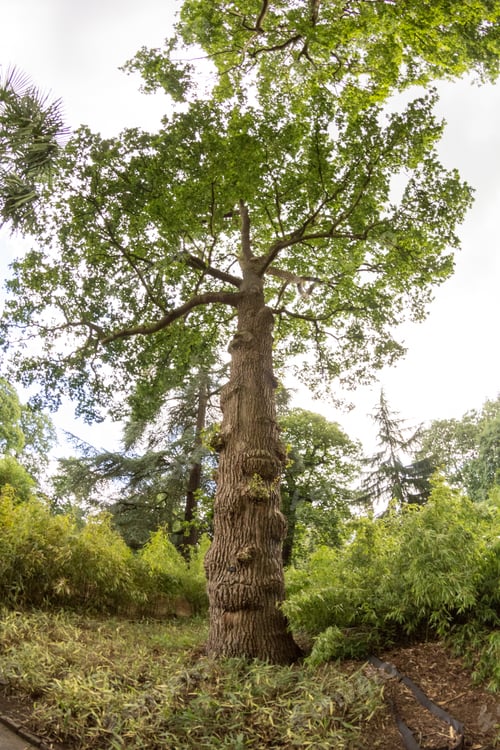 Preview: View From Kew Gardens, Royal Botanical Gardens In London. Fish Eye Lens Effects