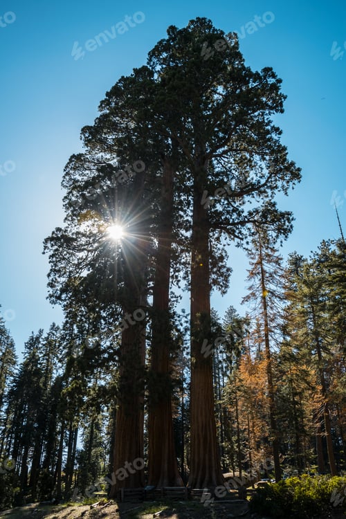 Preview: Three Giant Redwoods In Sequoia National Park, California, Usa