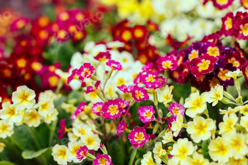 Preview: Colorful Primroses Flowers For Background. Primrose Primula Vulgaris Perennial Plant In Early