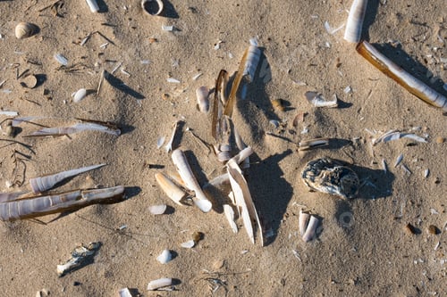 Preview: Razor Shells On A Dry Sand Beach