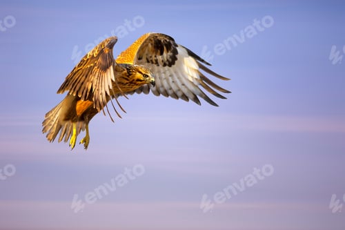 Preview: Flying Bird. Bird Of Prey. Colorful Sky Background.