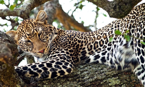 Preview: Leopard - Maasai Mara National Park In Kenya, Africa