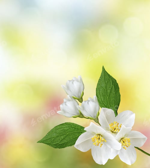 Preview: White Jasmine.The Branch Delicate Spring Flowers