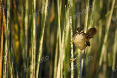 Preview: Cute Little Bird. Moustached Warbler. Green Lake Habitat Background. Moustached Warbler