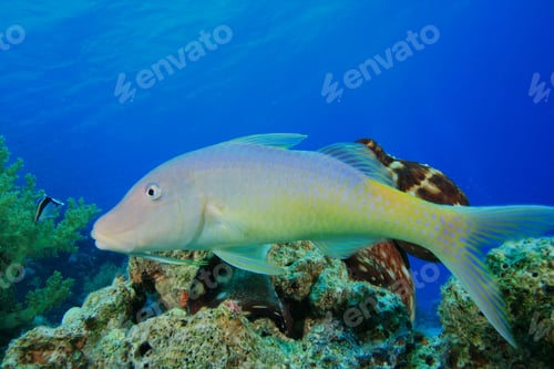 Preview: Yellowsaddle Goatfish (Parupeneus Cyclostomus)