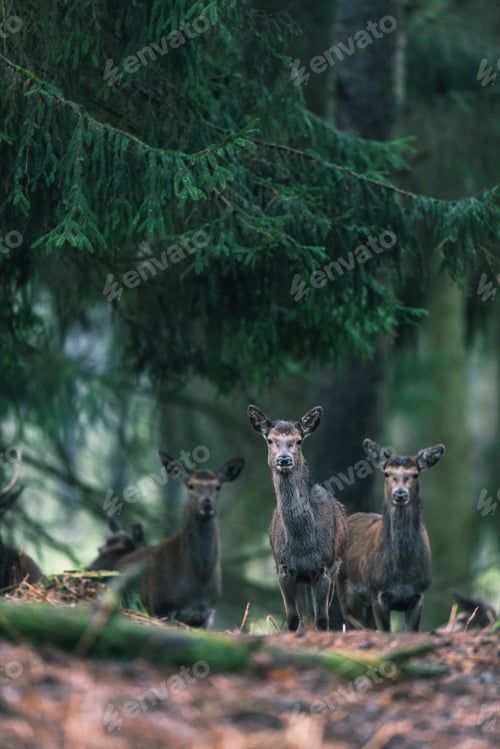 Preview: Small Group Of Red Deer Females In Pine Forest.
