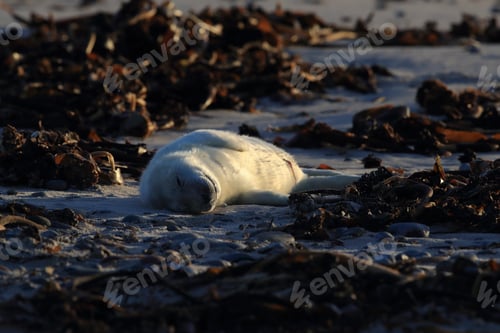 Preview: Gray Seal (Halichoerus Grypus) Pup Helgoland Germany