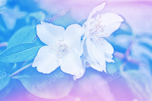 Preview: White Jasmine. The Branch Delicate Spring Flowers