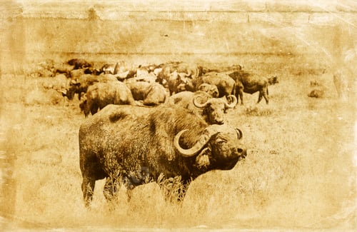 Preview: Vintage Style Image Of An African Buffalo Herd In The Ngorongoro Crater, Tanzania