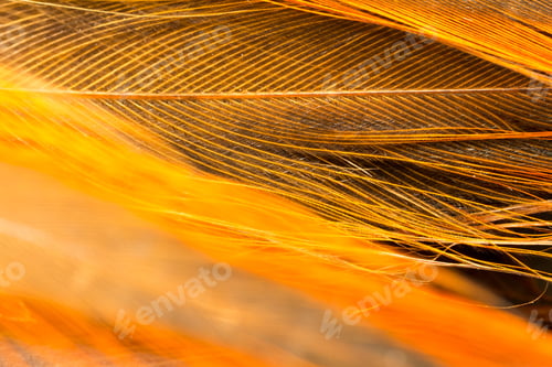 Preview: Colorful Rooster Feather With Details And Reflexions
