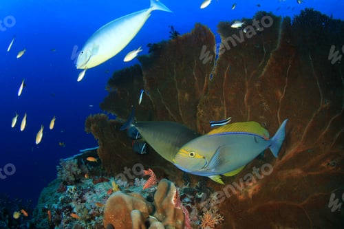 Preview: Underwater Sea Ocean Coral Reef And Fish